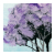 Red Hill Jacarandas