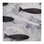 Sardines